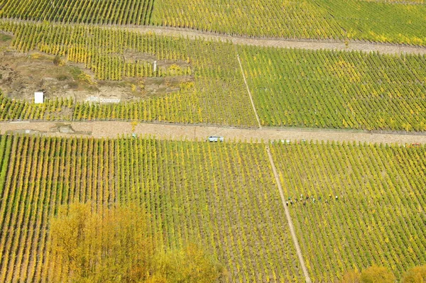 Beroemde Wijngaard Brauneberger Zonnewijzer Aan Mosel — Stockfoto