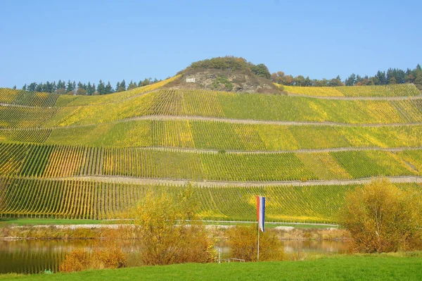 Druivenwijngaard Het Platteland Plantage — Stockfoto