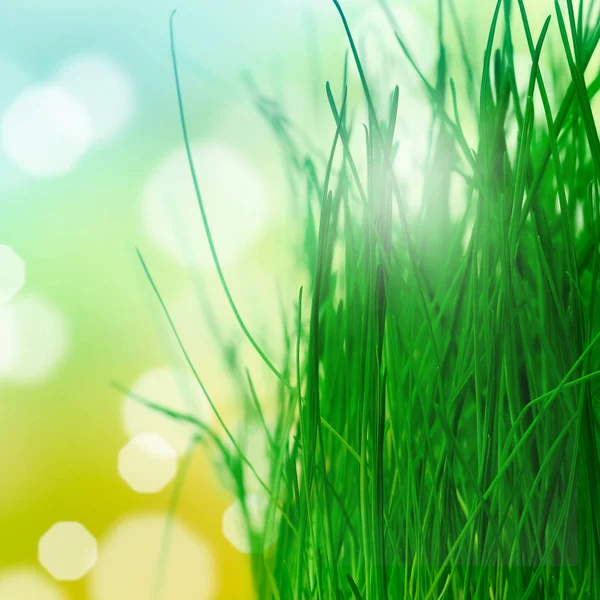 Frühling Hintergrund Mit Gras — Stockfoto