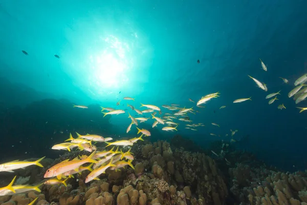 Chèvres Nageoires Jaunes Mulloidichthys Vanicolensis Mer Rouge — Photo