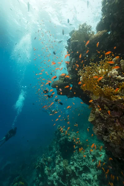 Tropisches Riff Und Fische Roten Meer — Stockfoto