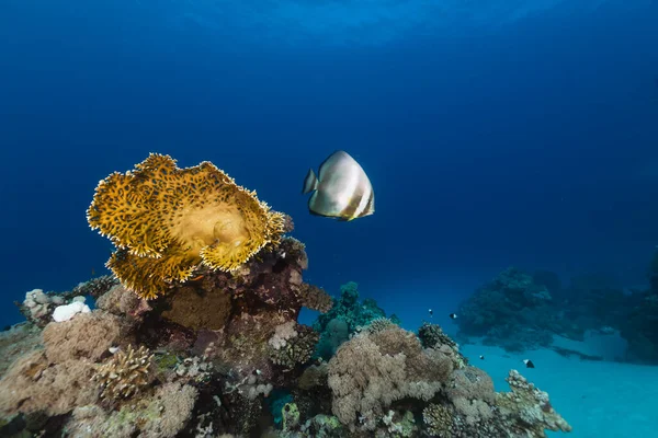 Tropical Reef Fish Red Sea — Stock Photo, Image