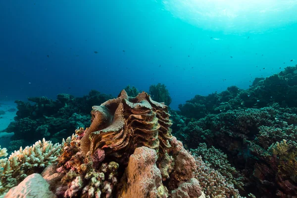 Dev Clam Kızıldeniz — Stok fotoğraf