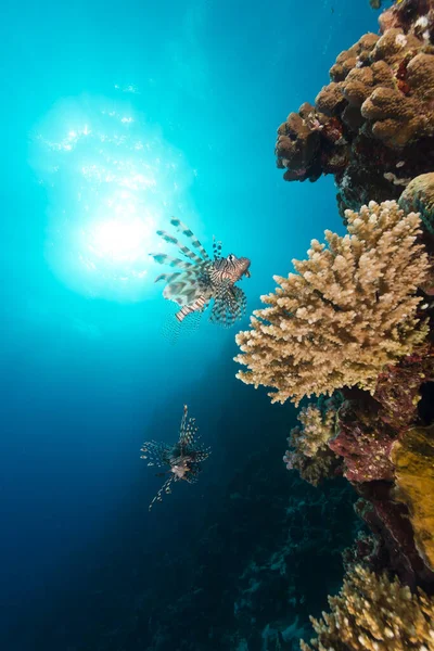 紅海のライオンフィッシュと熱帯サンゴ礁と魚 — ストック写真
