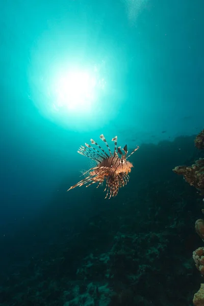 紅海のライオンフィッシュと熱帯サンゴ礁と魚 — ストック写真