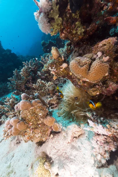 Anemone Och Anemonefish Röda Havet — Stockfoto