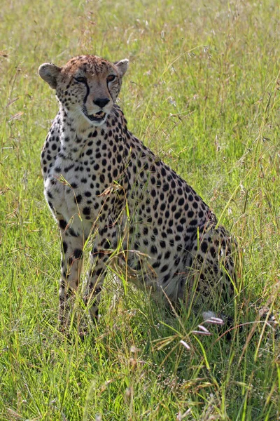 Wunderschöne Geparden Großkatze Savannah Wildtier — Stockfoto