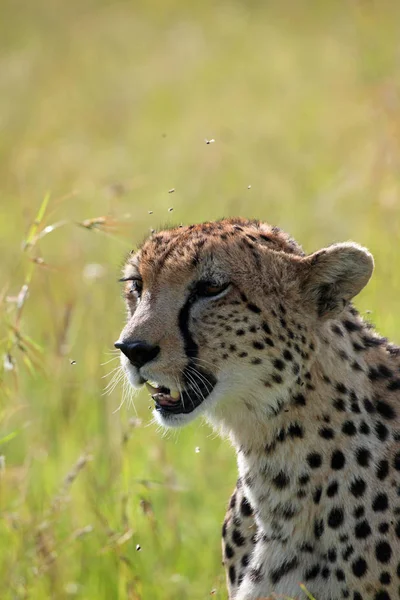 Bellissimo Ghepardo Grande Gatto Savannah Animale Selvatico — Foto Stock