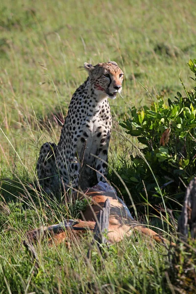 Bela Chita Grande Gato Savannah Selvagem Animal — Fotografia de Stock