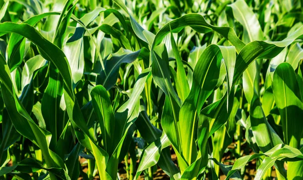 Maisfelder Landwirtschaftliche Plantagen — Stockfoto