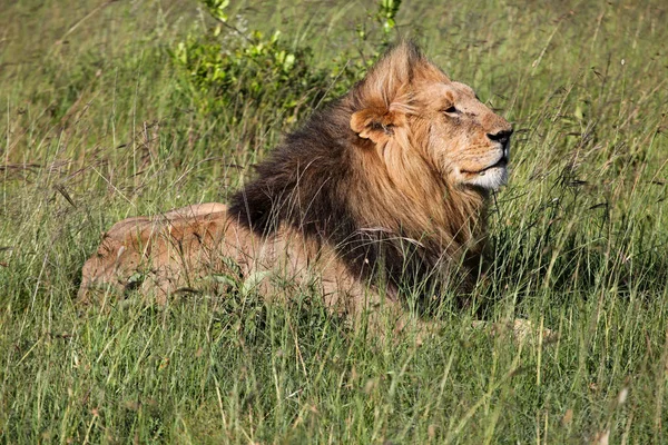 在Masai Mara的狮子 — 图库照片