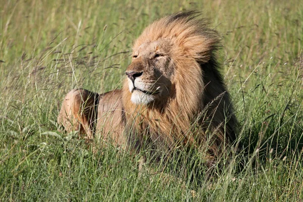 Λιοντάρι Στο Masai Mara — Φωτογραφία Αρχείου