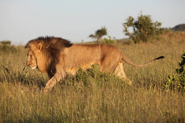 Lion Dans Masai Mara — Photo