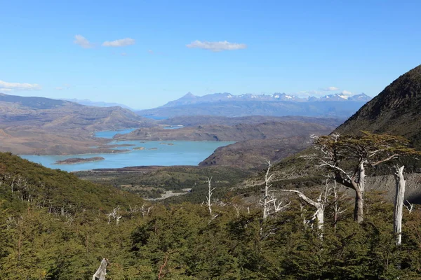 Park Narodowy Torres Del Paine Regionie Chiles Patagonia Słynie Rosnących — Zdjęcie stockowe