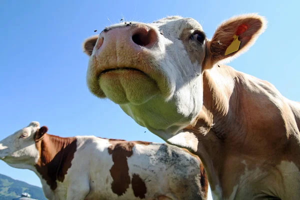 Vista Cênica Vacas Domésticas Bonitos — Fotografia de Stock