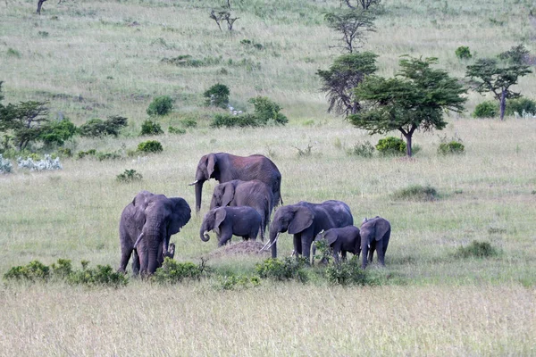 Elefanten Der Masai Mara Żadnych Opłat Rezerwacyjnych — Zdjęcie stockowe