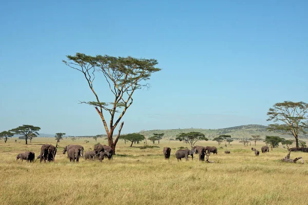 Elefanten Der Masai Mara — Fotografia de Stock