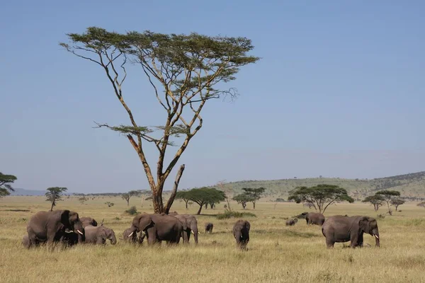 Elefanten Der Masai Mara — Fotografia de Stock