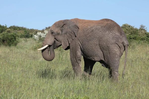 Elefante Der Masai Mara — Fotografia de Stock