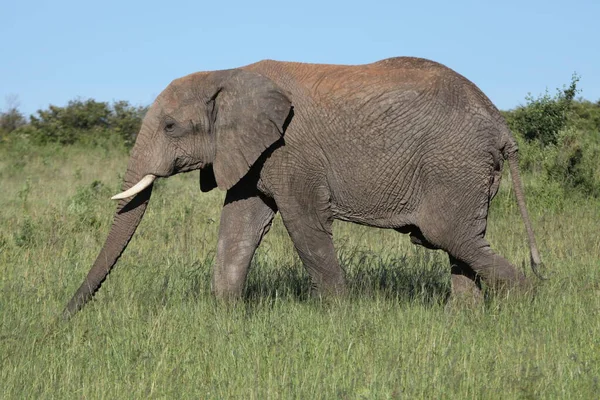 Ελέφαντας Στο Μασάι Μάρα — Φωτογραφία Αρχείου