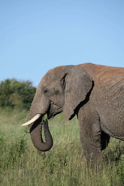 Masai Mara Elefant — Stok fotoğraf