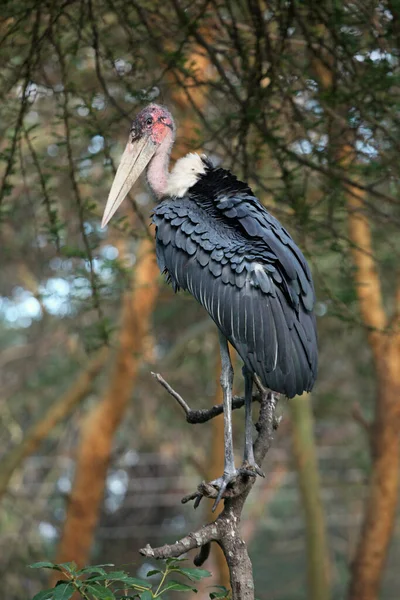 Malowniczy Widok Piękny Ptak Marabou — Zdjęcie stockowe