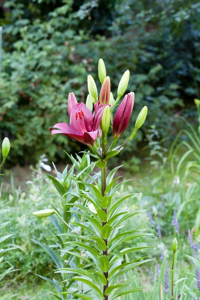 Красный Цветок Лилии Саду — стоковое фото