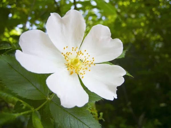Zbliżenie Pojedynczego Białego Psa Róż Kwitną Wiosną Przed Zielonymi Liśćmi — Zdjęcie stockowe