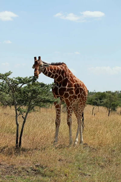 Alto Girafa Africano Animal — Fotografia de Stock