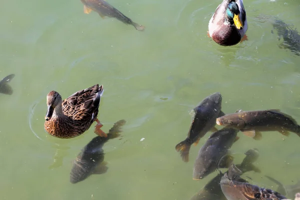 Vacker Utsikt Över Vacker Fågel Naturen — Stockfoto