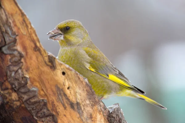 Malerischer Blick Auf Schöne Süße Finkenvogel — Stockfoto