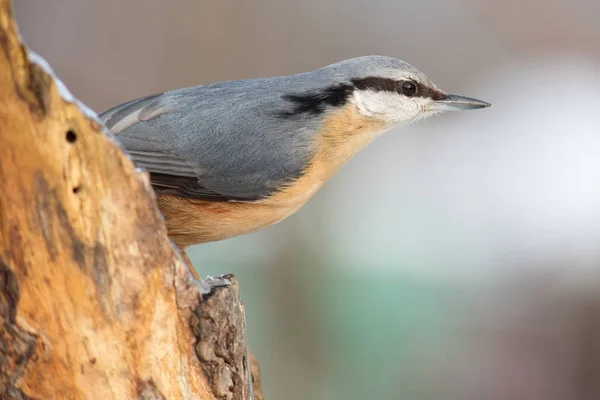 Festői Kilátás Gyönyörű Nuthatch Madár — Stock Fotó