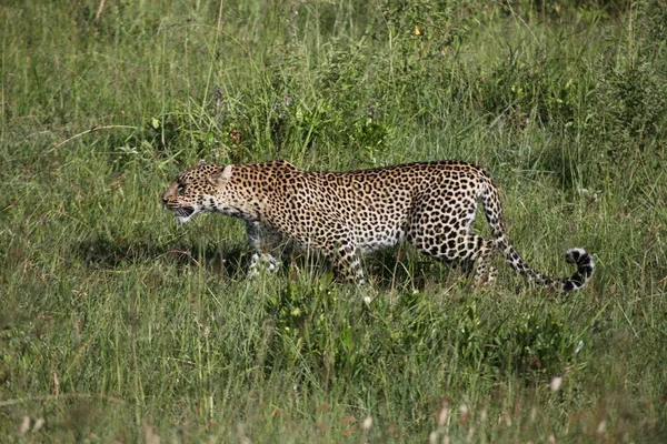 Léopard Dans Der Masai Mara — Photo