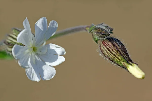 Bílý Campion Silene Latifolia Alba — Stock fotografie