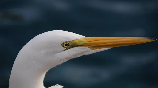 Білий Пелікан Польоті — стокове фото