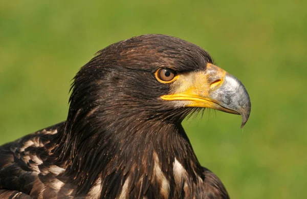 Schilderachtig Uitzicht Majestueuze Kale Adelaar Wilde Natuur — Stockfoto