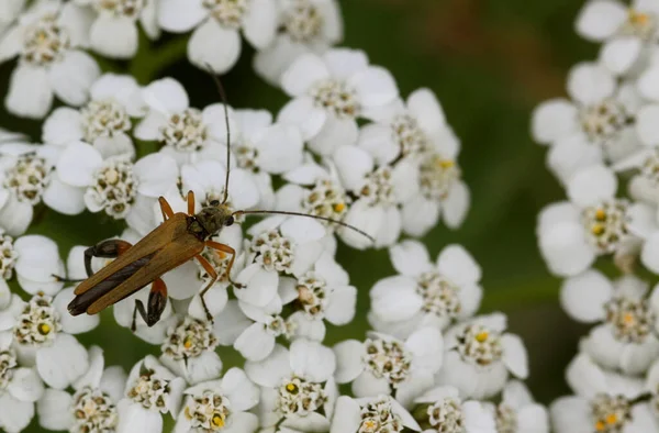 Πραγματικά Πόδια Σκαθάρι Oedemera Podagrariae — Φωτογραφία Αρχείου