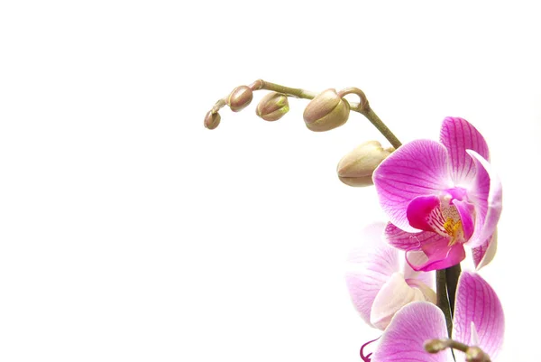 Лепестки Розовых Орхидей — стоковое фото