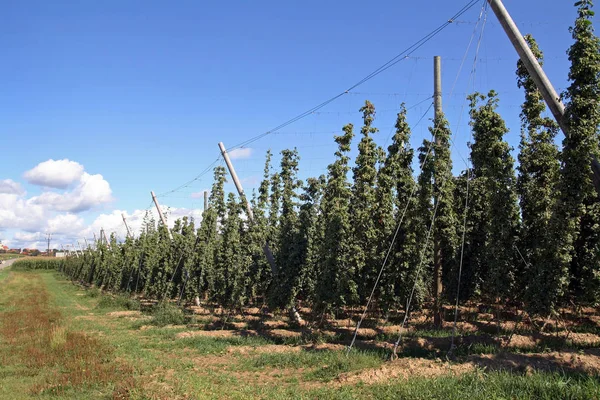 Hops Particular Holledau — Stock Photo, Image