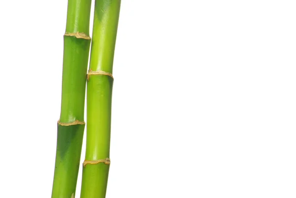 Zielony Bambus Izolowany Białym Tle — Zdjęcie stockowe