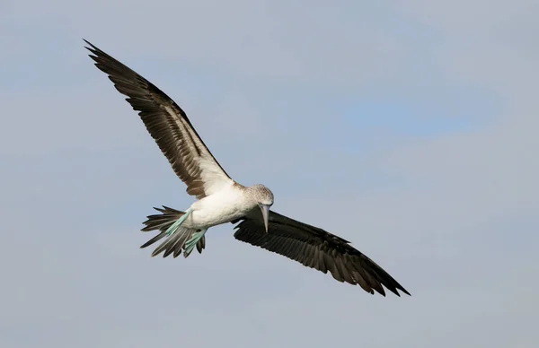 Scenic View Gannet Bird Nature — Stock Photo, Image