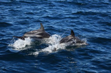 dolphins in blue sea water, marine animals wildlife  clipart