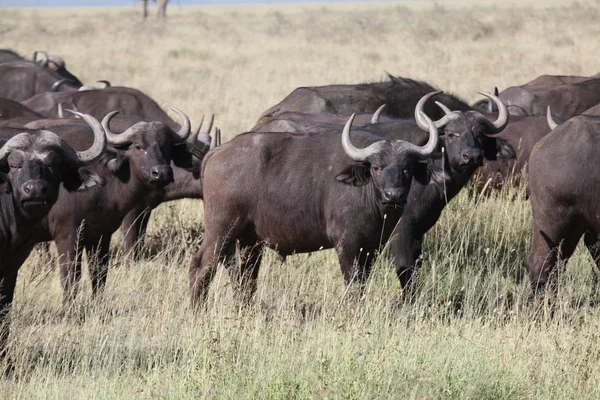 Wildebeest Masai Mara Kenya — Stock Fotó