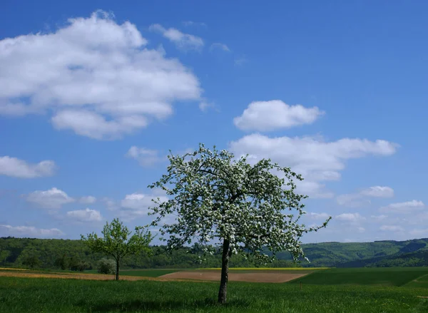 Apfelblütenbaum Blumen Blühen Frühling — Stockfoto