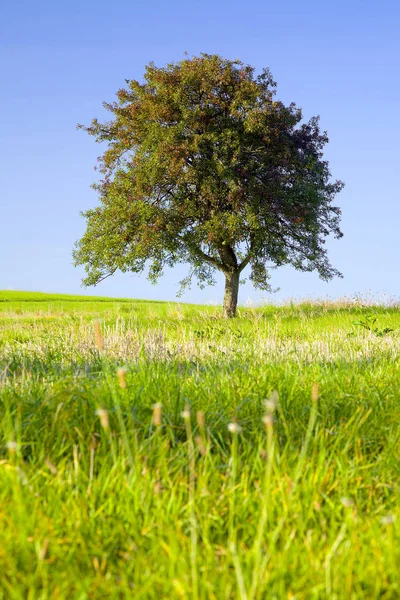 Einsamer Apfelbaum Auf Einem Feld Bei Beckingen Saarland — Stockfoto