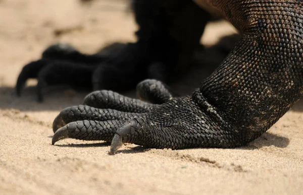 Iguana Silvestre Reptil —  Fotos de Stock