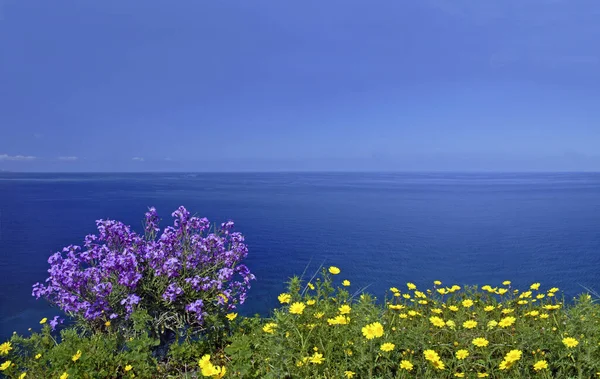 Flores Costa Norte Lipari — Fotografia de Stock