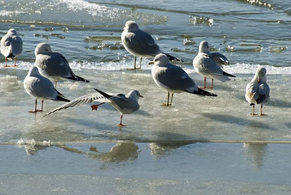 Vue Panoramique Magnifiques Goélands Oiseaux — Photo