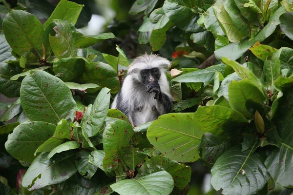 Lemur Branco Bonito Parque — Fotografia de Stock