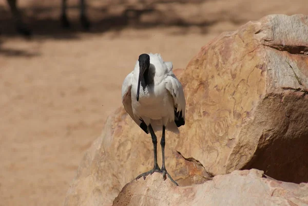 Schöne Aussicht Auf Den Ibisvogel — Stockfoto